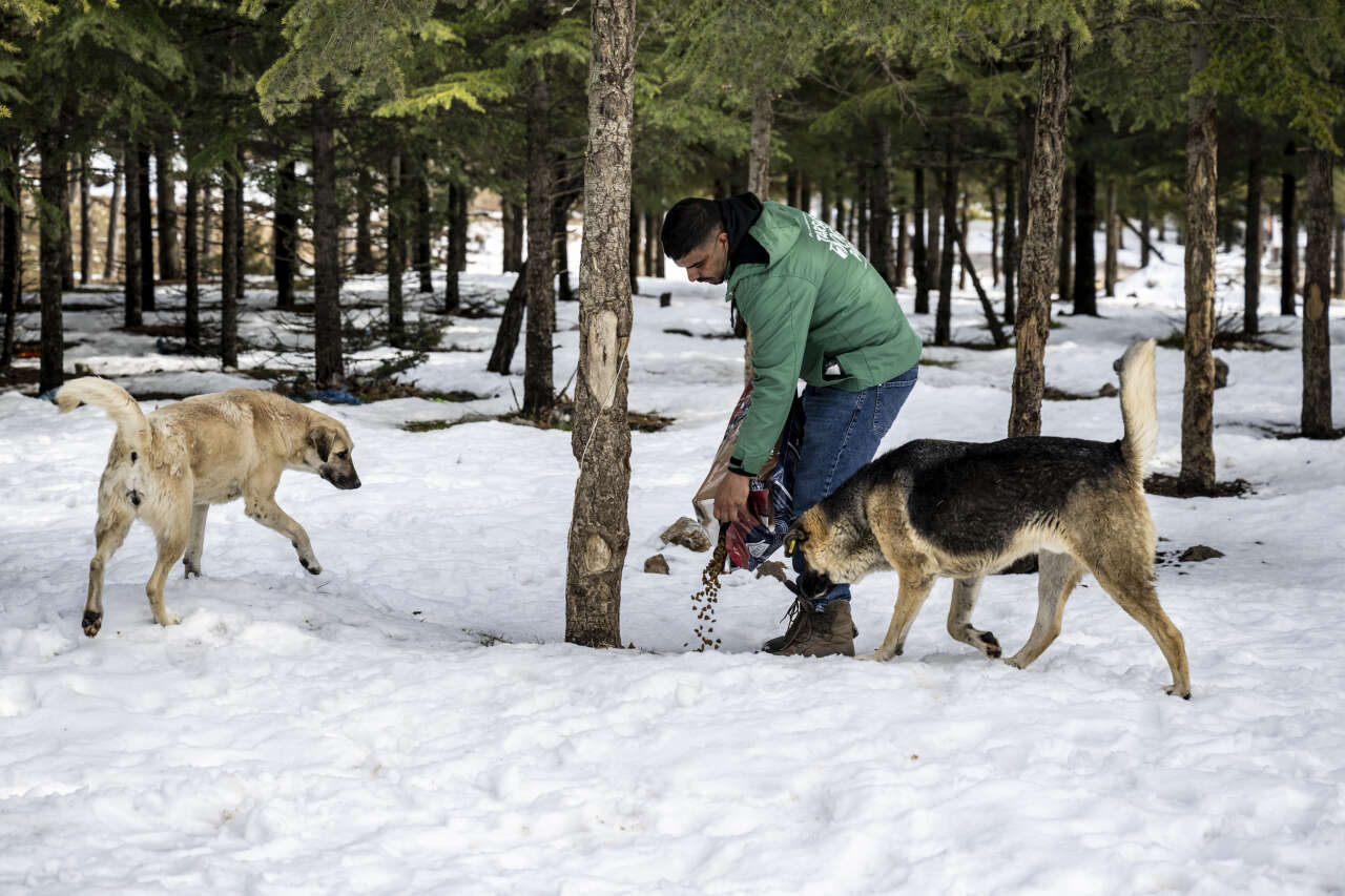 Toroslar’da yılkı atlarına kış desteği: Karboğazı’na yem bırakıldı 7